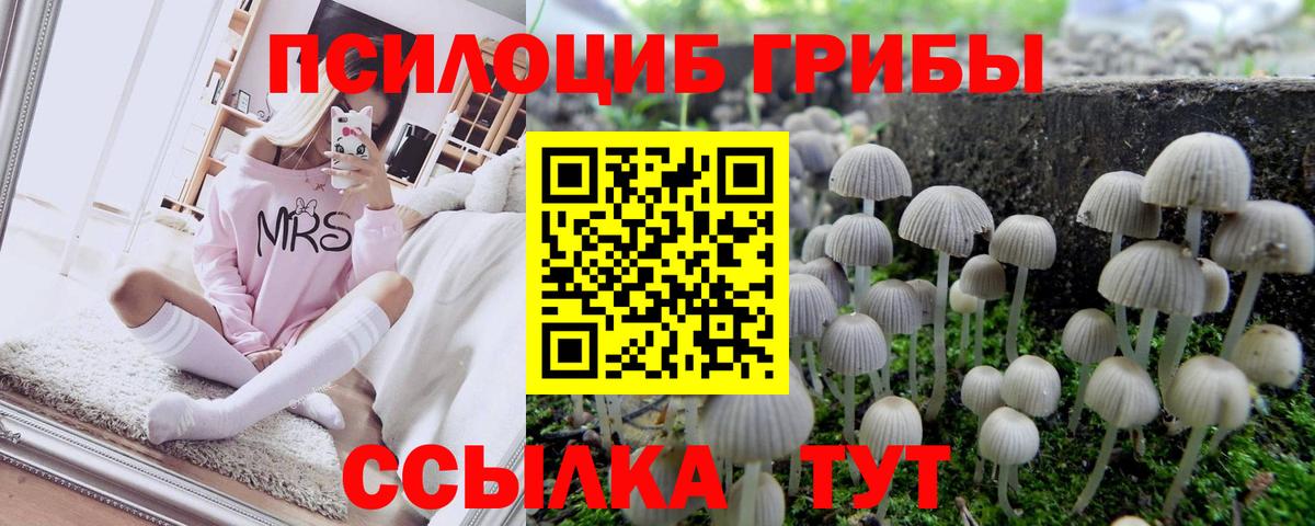 Псилоцибиновые грибы мицелий Бийск